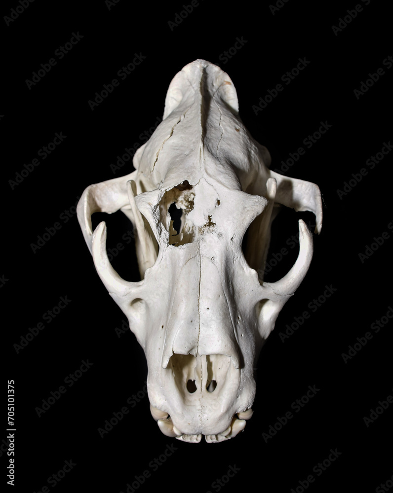 Naklejka premium Lion skull gunshot wound