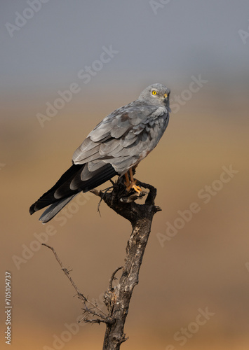 Montagu's harrier perched on dry tree turnk at Bhigwan bird sanctuary, Maharashtra photo