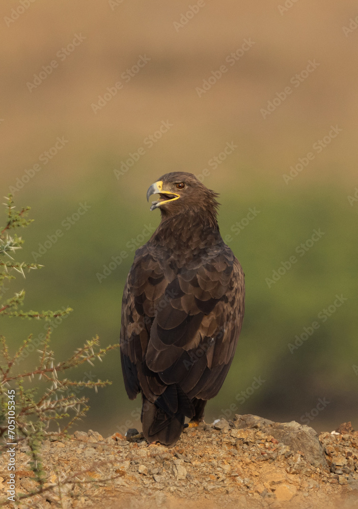 Steppe eagle perched on a mound at Bhigwan bird sanctuary, Maharashtra, India Steppe eagle perched on a mound at Bhigwan bird sanctuary, Maharashtra, India