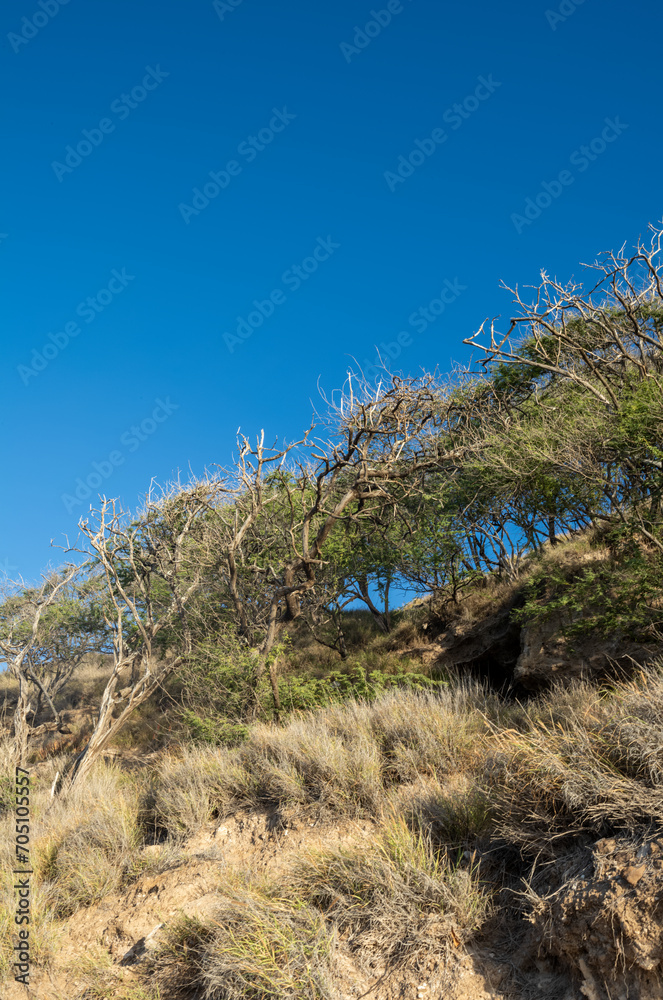 Dry Brush on a Earthen Hillside Underneath Blue Skies.