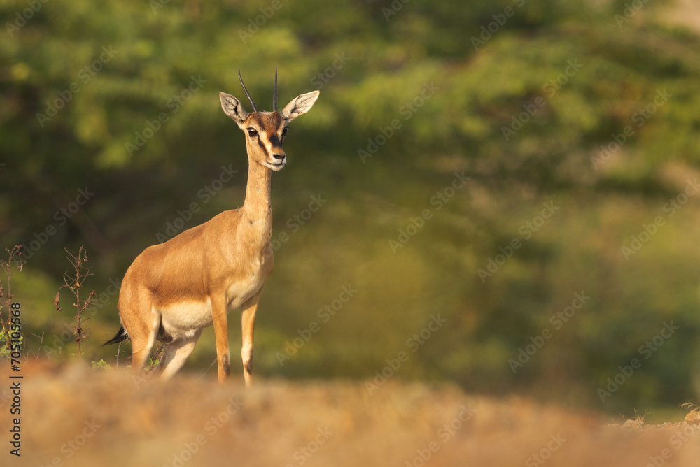 Indian gazelle in its habitat at Bhigwan grassland, India Indian gazelle in its habitat at Bhigwan grassland, India