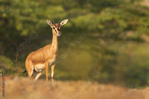 Indian gazelle in its habitat at Bhigwan grassland, India photo