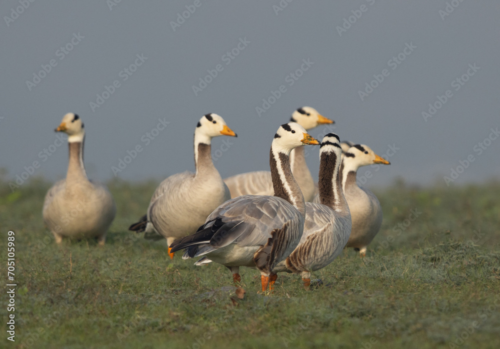 Bar-headed goose on green at Bhigwan bird sanctuary, India Bar-headed goose on green at Bhigwan bird sanctuary, India