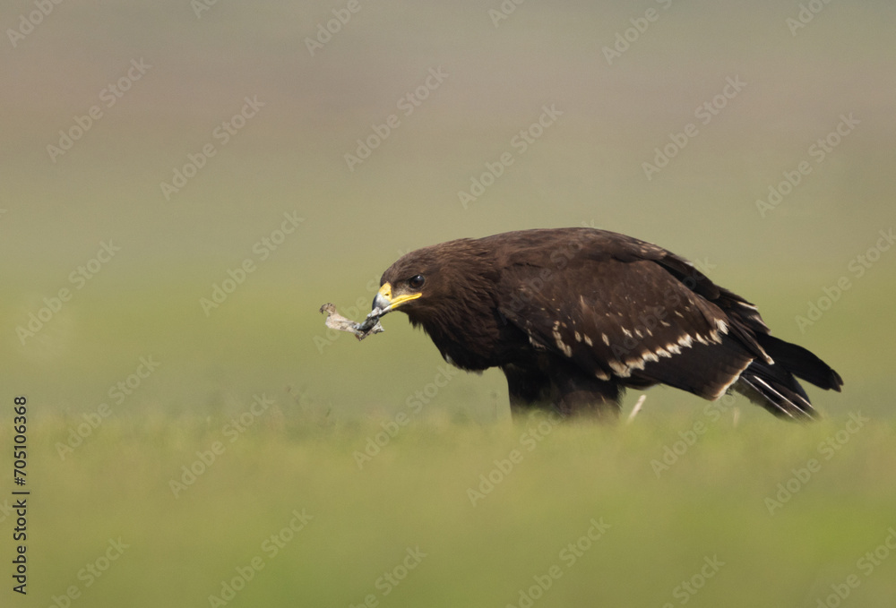Fototapeta premium Greater spotted eagle eating fish percehd on ground at Bhigwan bird sanctuary, Maharashtra