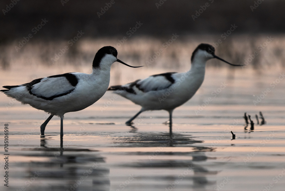 Fototapeta premium A pair of Pied avocet in th evening hours at Bhigwan bird sanctuary Maharashtra