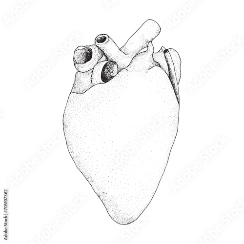 True Heart sketch, How to draw Heart , Pencil Heart drawings