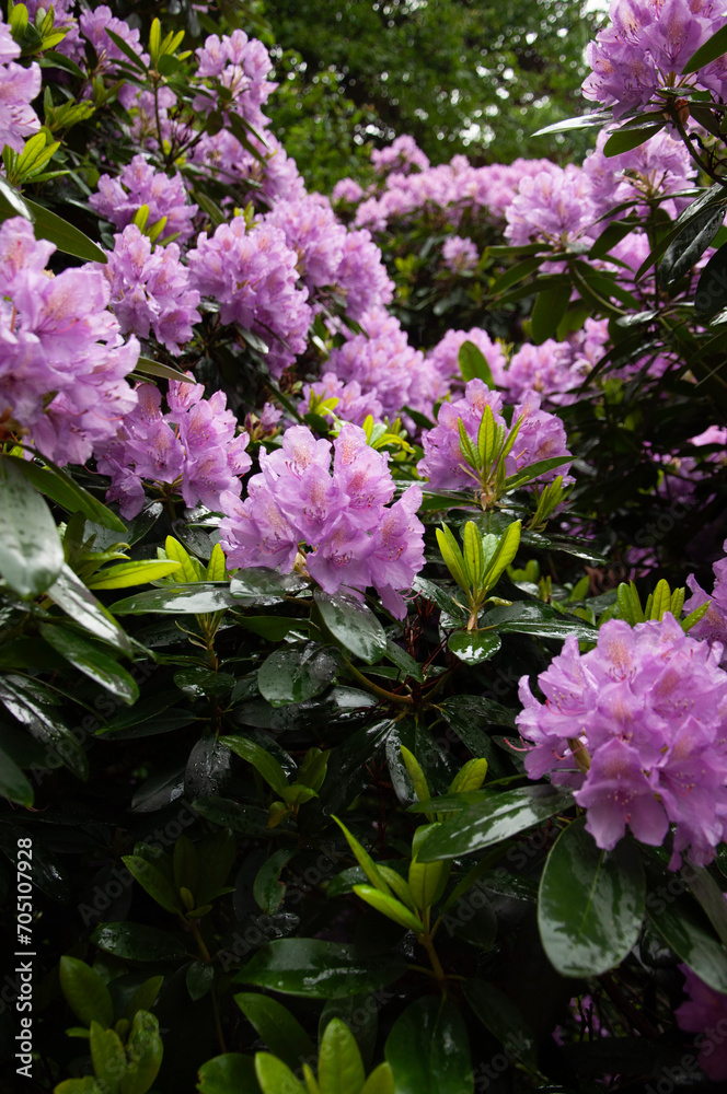 Kwitnący rododendron, krzew, ogród, park, wiosna - obrazy, fototapety, plakaty 