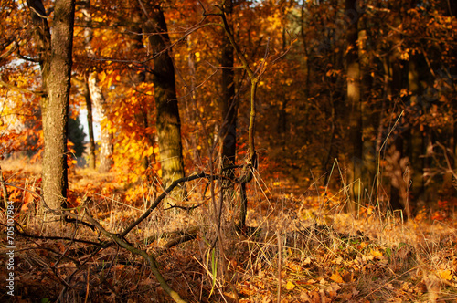 Polski krajobraz, jesień drzewa, park, las, góry