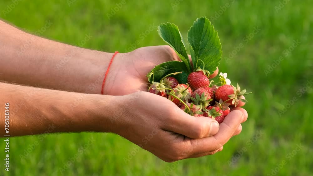 Strawberries in the hands of a farmer in the garden. Selective focus. Strawberries in the hands of a farmer in the garden. Selective focus.