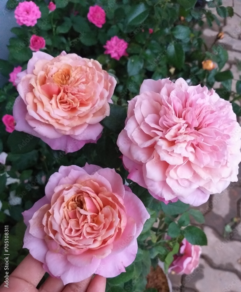 A bouquet of pink roses with an orange heart. Miyabi variety. A bouquet of pink roses with an orange heart. Miyabi variety.