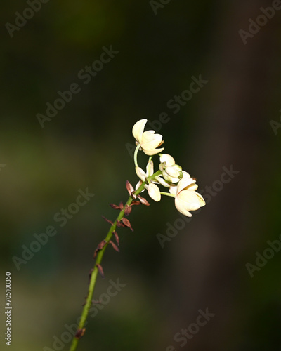 close up of a blooming white orchid flower with dark background 