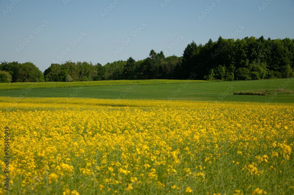 Polski krajobraz, pola uprawne, rzepak, lato, wiosna, zbiory, kwitnący rzepak - obrazy, fototapety, plakaty 