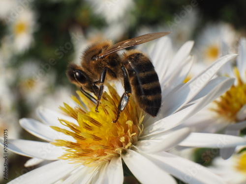 Bee during summer pollination, Czech Republic.