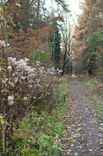 Obraz na płótnie Polski krajobraz, jesień drzewa, park, las, góry w salonie