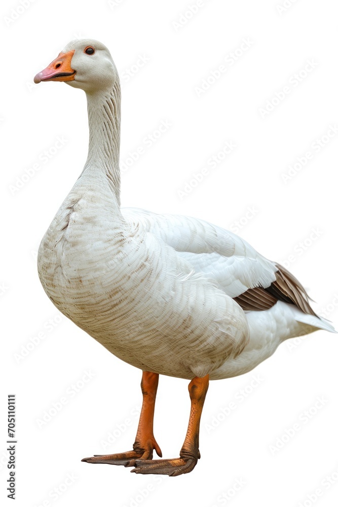 goose, isolated white background goose, isolated white background