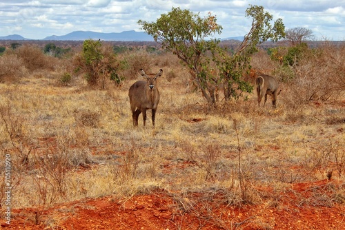 Antelope in Tsavo East National Park  Kenya.