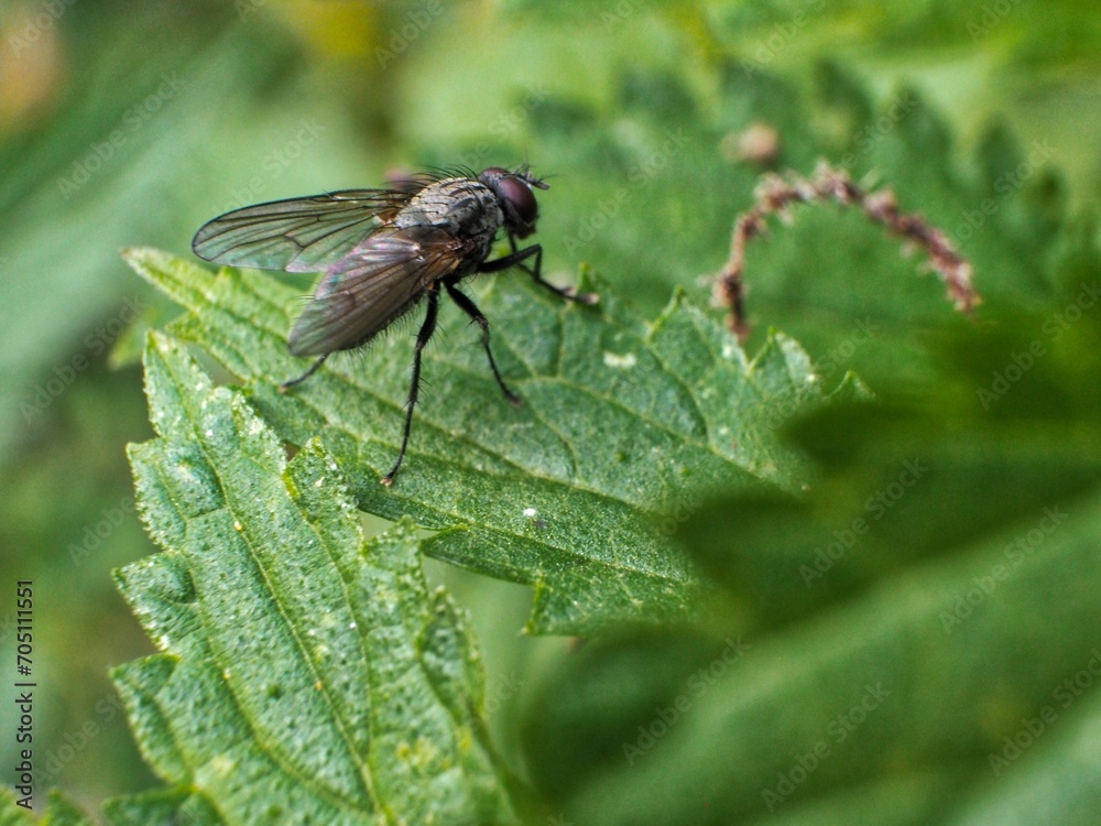 Beautifully captured fly in detail. Photographed in nature. Beautifully captured fly in detail. Photographed in nature.