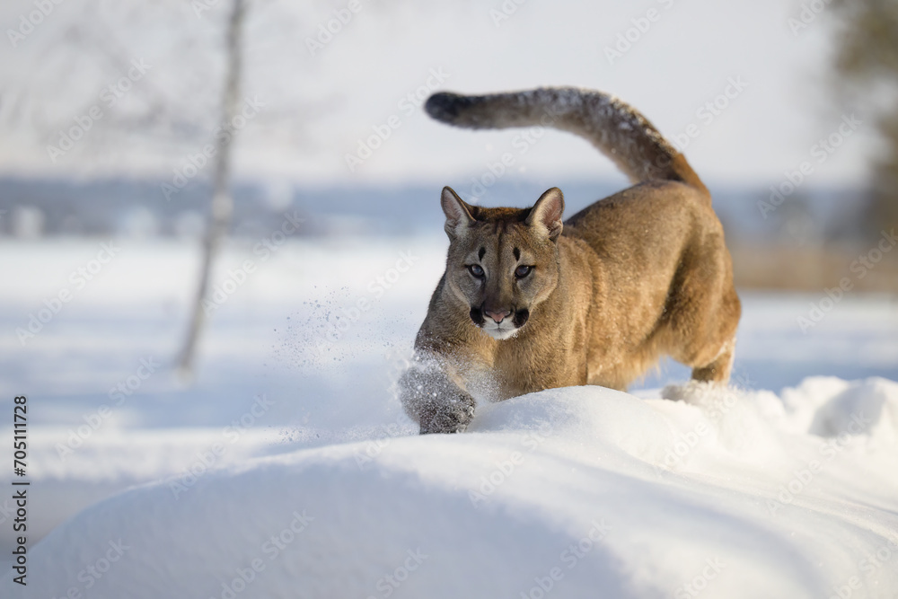 animal, autumn, background, behavior, big, carnivore, cat, close, closeup, cold, concolor, cougar, cougars, cute, dangerous, face, family, fauna, feline, felis, forest, furry, head, hunt, hunter, land animal, autumn, background, behavior, big, carnivore, cat, close, closeup, cold, concolor, cougar, cougars, cute, dangerous, face, family, fauna, feline, felis, forest, furry, head, hunt, hunter, land