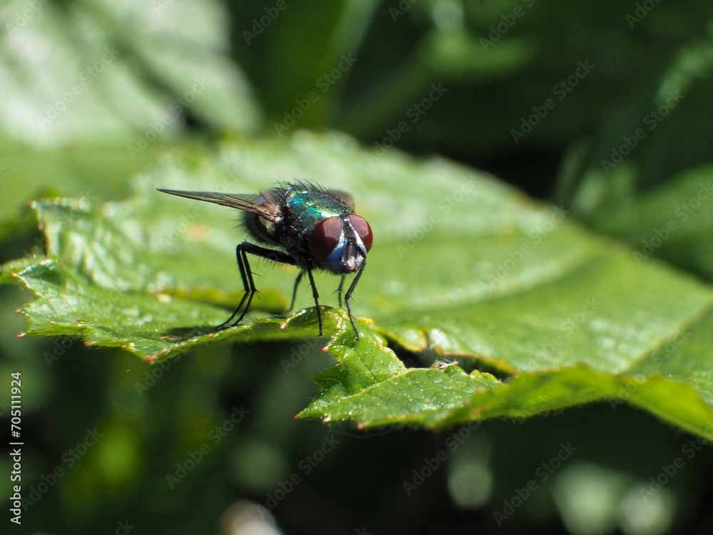 Beautifully captured fly in detail. Photographed in nature. Beautifully captured fly in detail. Photographed in nature.