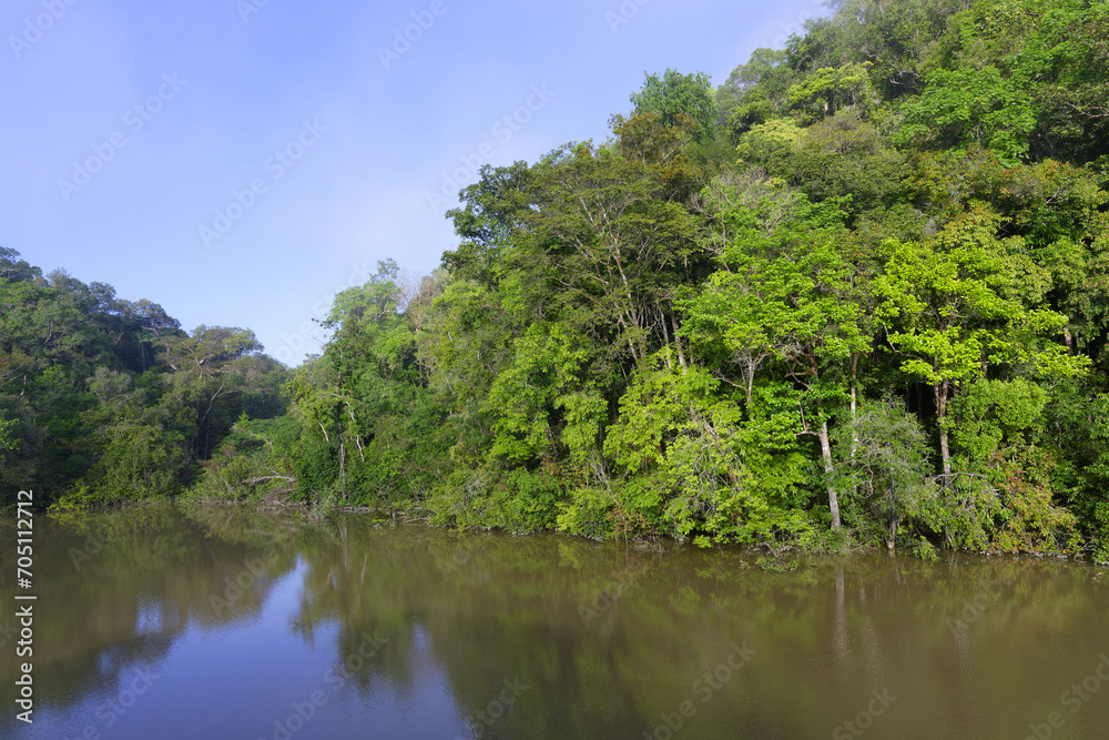 Flooded forest along the Amana River, Amazonas State, Brazil