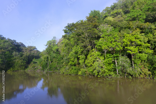 Flooded forest along the Amana River  Amazonas State  Brazil