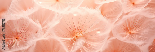 A close-up image of vibrant dandelions against a peach fuzz color background. Suitable for spring-themed designs, nature concepts, or any projects that require a touch of beauty and delicacy.