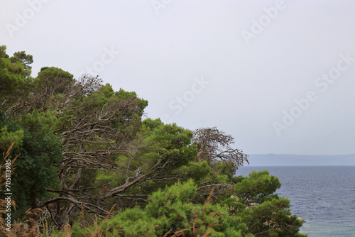 Coniferous tree on the sea background. Summer photo of a sea landscape. Nature in summer. Summer vacation concept. Travel concept. Tree on tropical beach with blue sky. Tropical nature