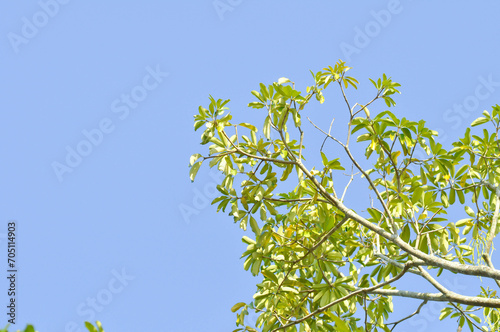 Dita, Devil Tree or Alstonia scholaris and sky