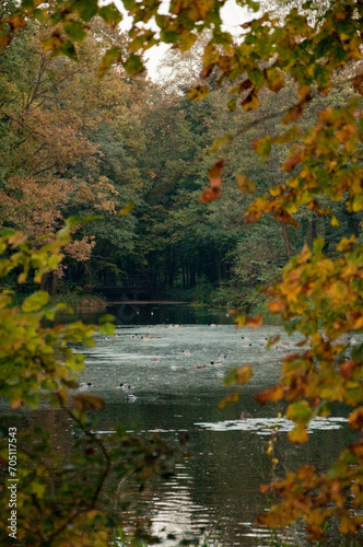 Jesień w Polsce. Las, park, jezioro. Drzewa pokryte kolorowymi liśćmi.