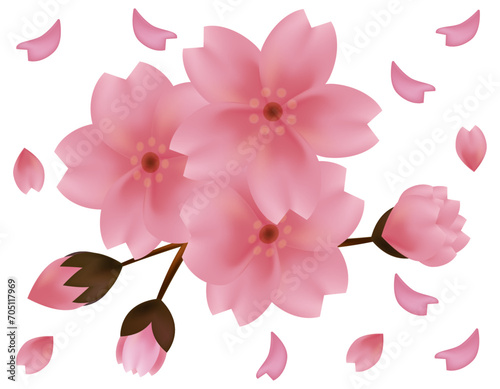 ピンクの桜のイラスト 桜の花びらのイラスト