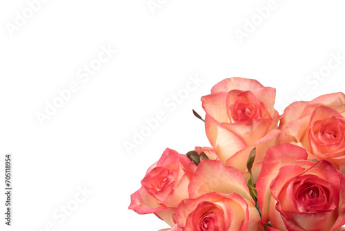 Pink and white  beautiful rose isolated on a white background.