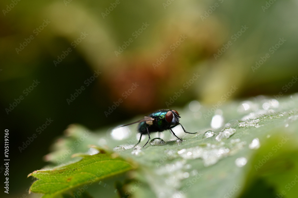 Fototapeta premium fly on leaf