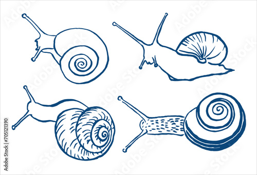  Hand drawn  vector snails , snail illustration , sketch ,grape snail , cochlea , sloth , line art	