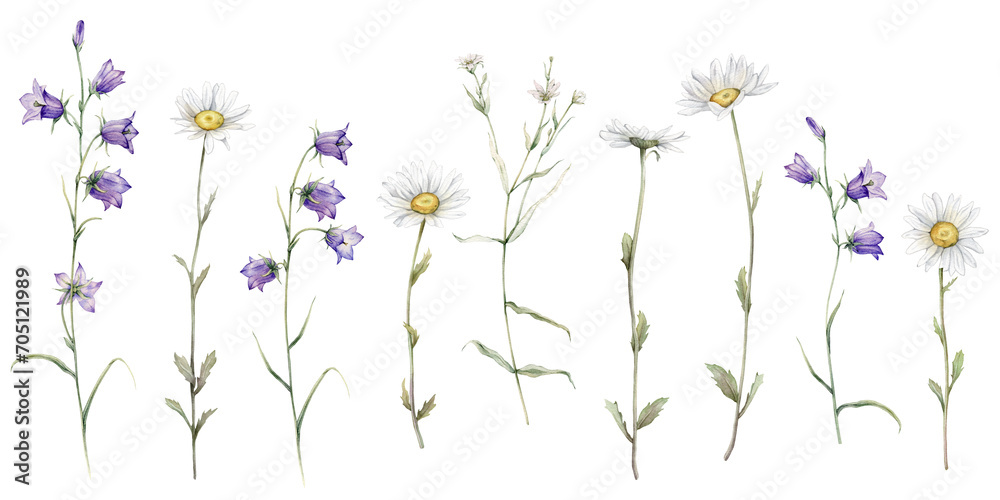 Watercolor Daisy and bluebell. Hand drawn illustration of Chamomile. Set of white and violet blossom flowers on isolated background. Drawing botanical clipart invitation cards. paint summer wildflower