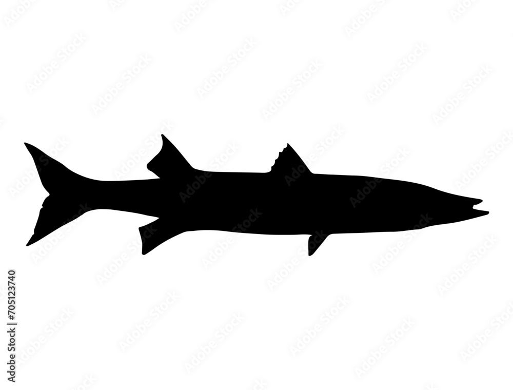 Obraz premium Barracuda Fish silhouette vector art white background