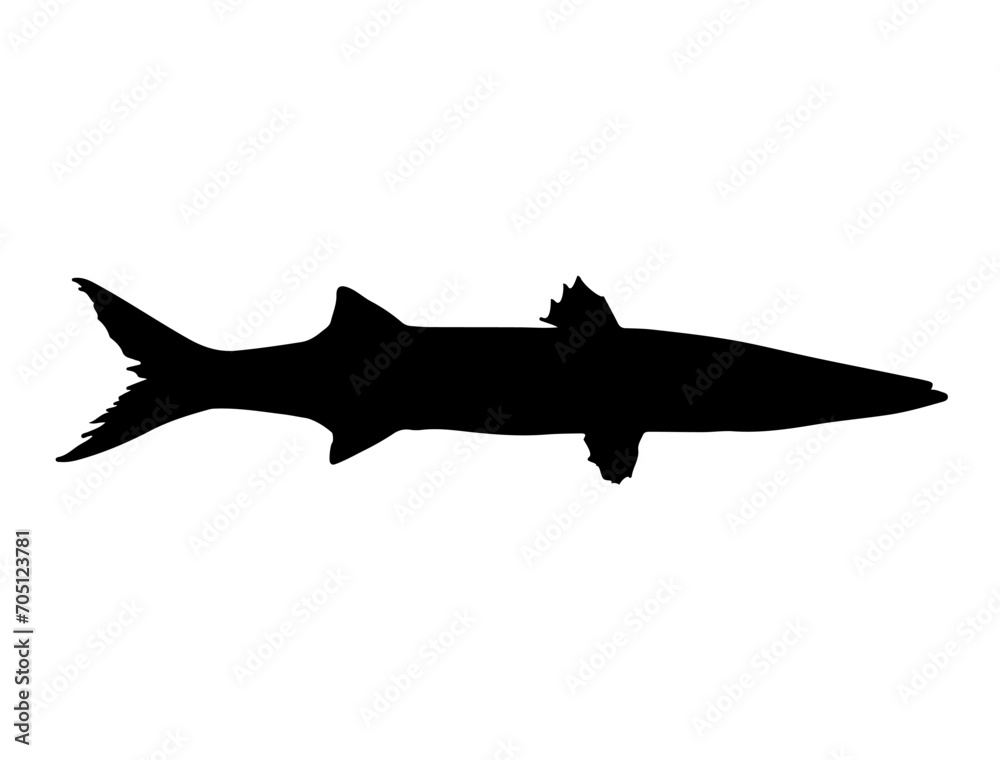 Barracuda Fish silhouette vector art white background Barracuda Fish silhouette vector art white background