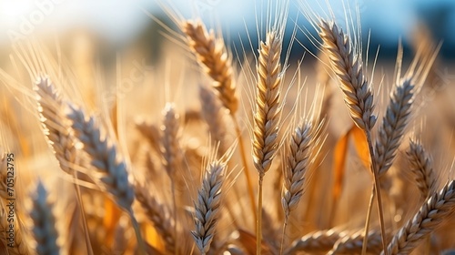 A close-up view of a wheat field with golden brown stalks. The vibrant colors and textures create a serene and picturesque scene