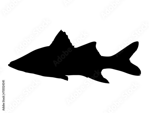 Snook Fish silhouette vector art white background