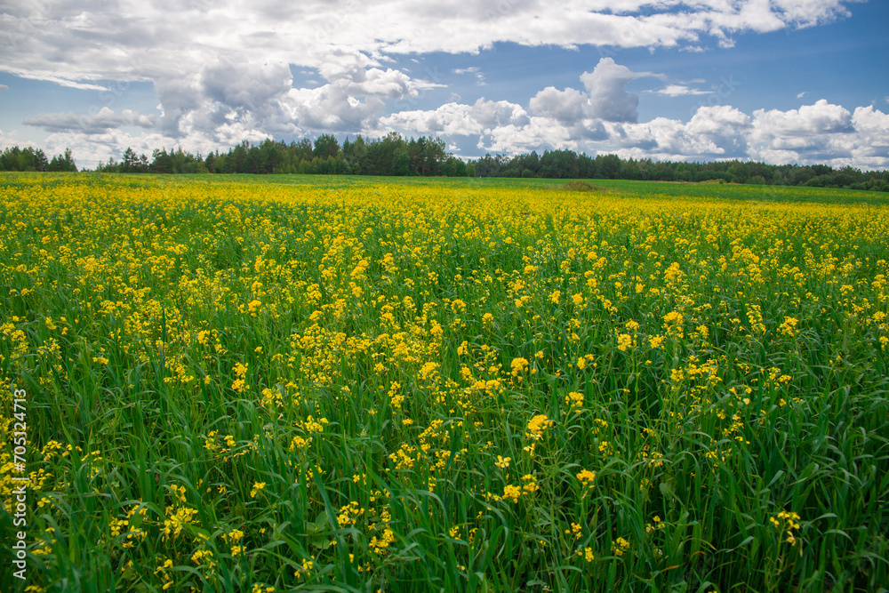 field with blooming rapeseed. yellow rapeseed flowers. field with blooming rapeseed. yellow rapeseed flowers.