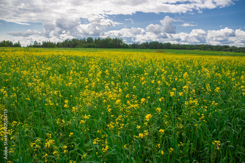 field with blooming rapeseed. yellow rapeseed flowers. © Sergei