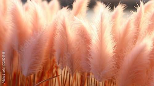 close up  pampas grass  at sunset. Flower of fluffy  peach fuzz pampas .Pampas grass on a blurry bokeh, Dry reeds boho style. pink banner.Perfect for spring-themed designs, feminine aesthetics, home photo