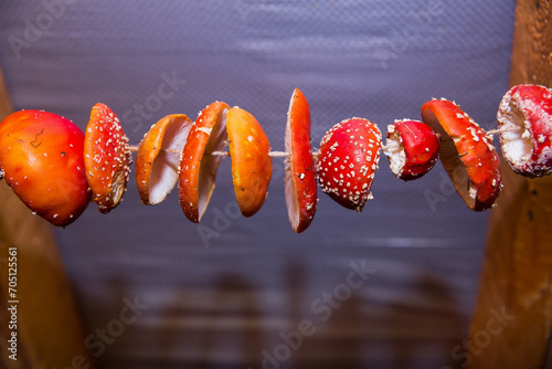 Fly agaric mushrooms are dried on a rope. photo