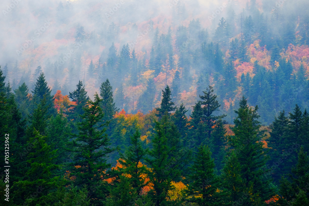 Fall Trees Pine Forest Lush Green Autumn Colors in Misty Fog