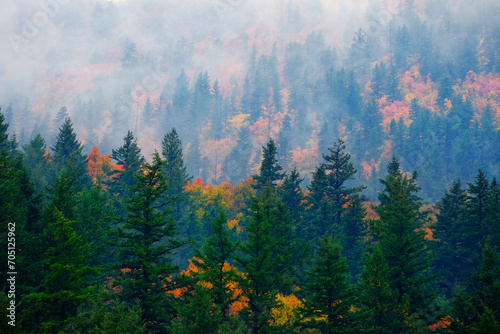 Fall Trees Pine Forest Lush Green Autumn Colors in Misty Fog