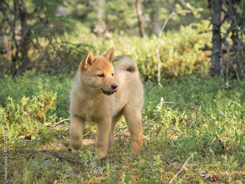 Young Finnish Spitz puppy is in the forest for the first time