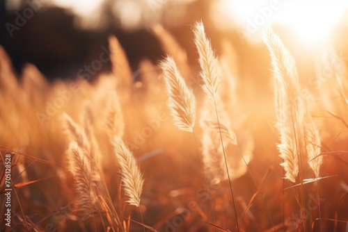Summer field with dry grass  bathed in golden sunlight  showing the beauty of nature.