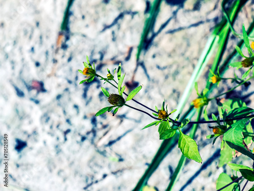 The medicinal plant THREE-LOBE BEGGARTICKS blooms in summer. Latin name BIDENS TRIPARTITA photo