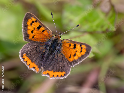 Small Copper Butterfly. Wings Open.