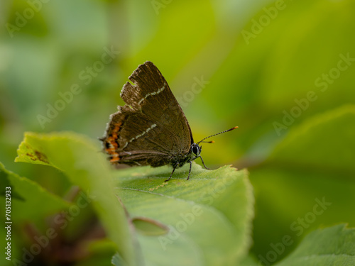 White-letter Hairstreak Butterfly Resting on a Leaf