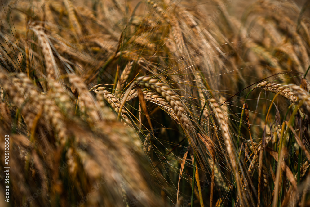 Fototapeta premium close up of wheat ears in field